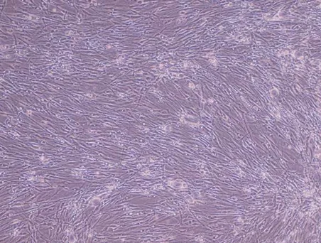AllPhase morphology P5