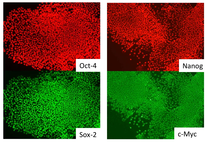 Oct-4 / Sox-2 / Nanog / c-Myc immunostaining
