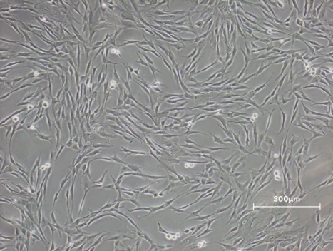 WJ-MSC P5 Day3 morphology