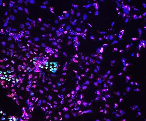 Endodermal cells — Sox17 / Sox2 / DAPI