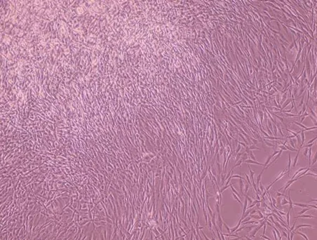 AllPhase morphology P0