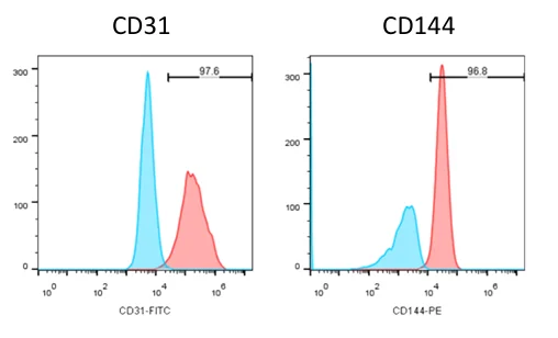 HUVEC P7 CD31/CD144