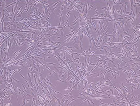 AllPhase morphology P3