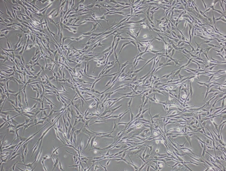 ADSC P3 Day3 morphology