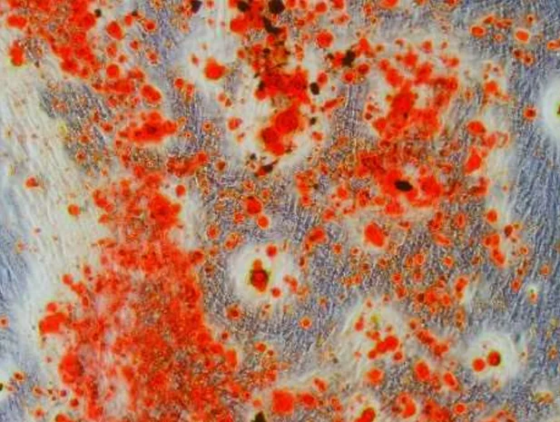 Differentiated Osteogenesis