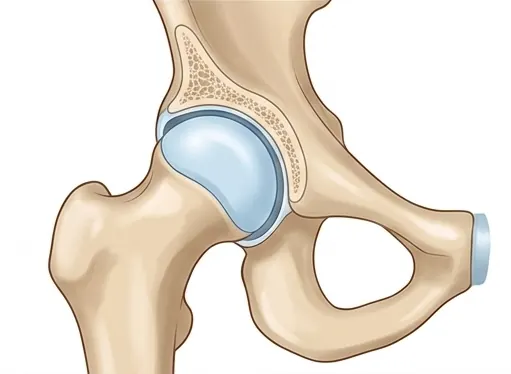 Healthy Hip
