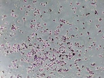 MSC adhesion 60 min