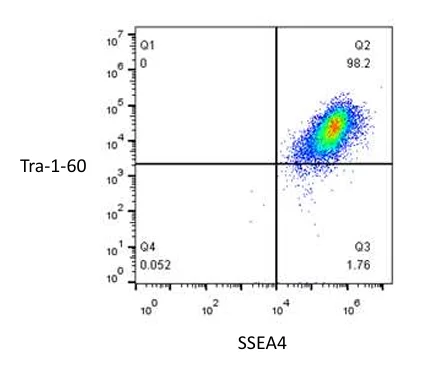 SSEA4 / Tra-1-60 flow cytometry