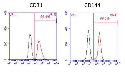 HUVEC P1 CD31/CD144