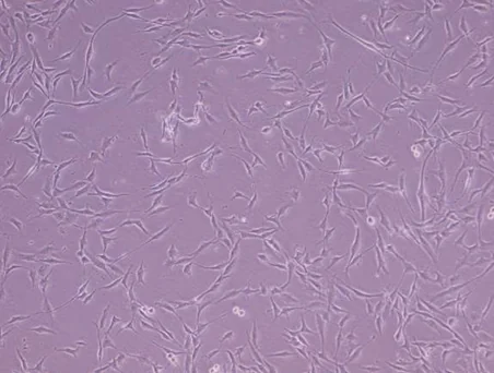 AllPhase morphology P1