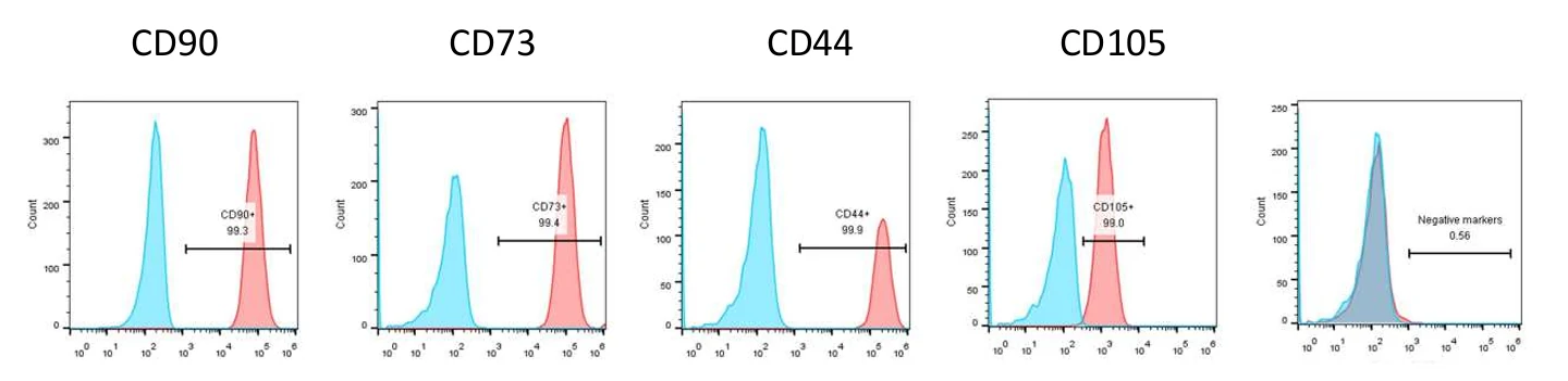 MSC markers CD90 CD73 CD44 CD105 negative