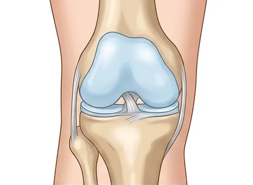 Healthy Knee